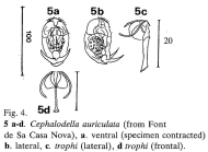 Cephalodella auriculata