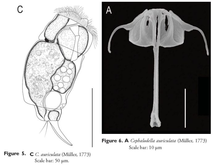 Cephalodella auriculata Cephalodella auriculata