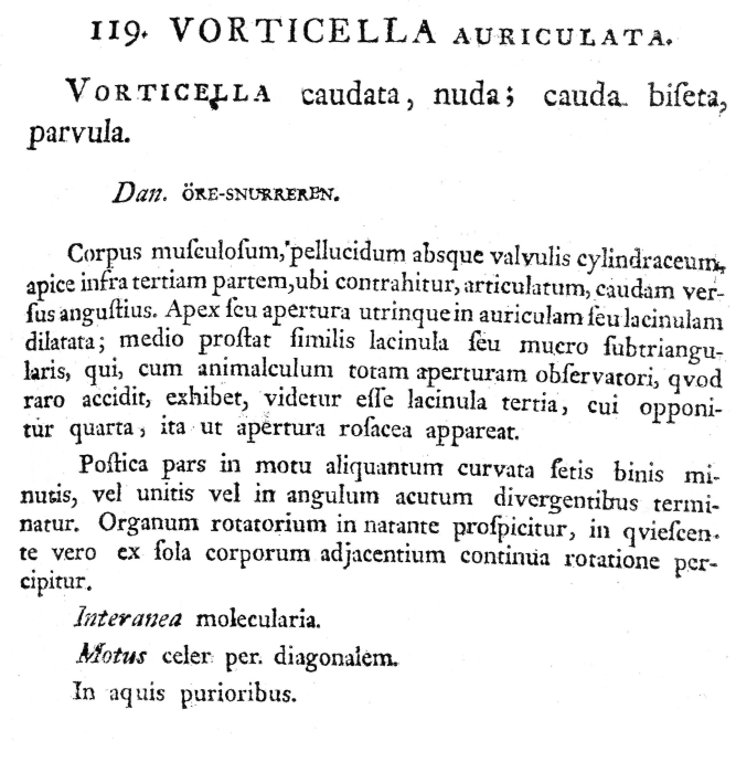 Cephalodella auriculata Cephalodella auriculata