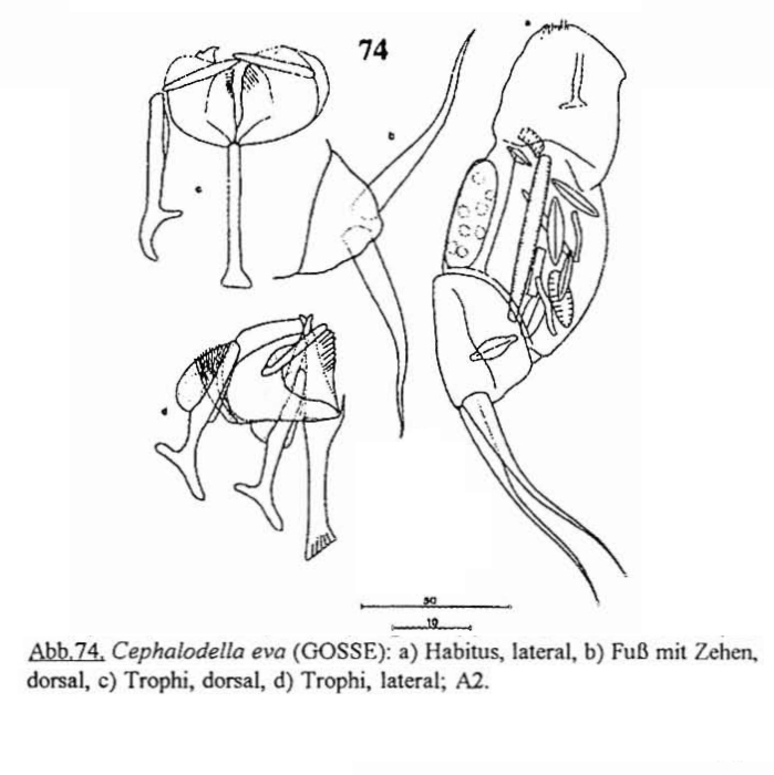 Cephalodella balatonica