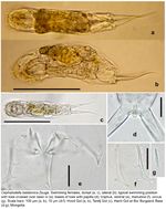 Cephalodella balatonica