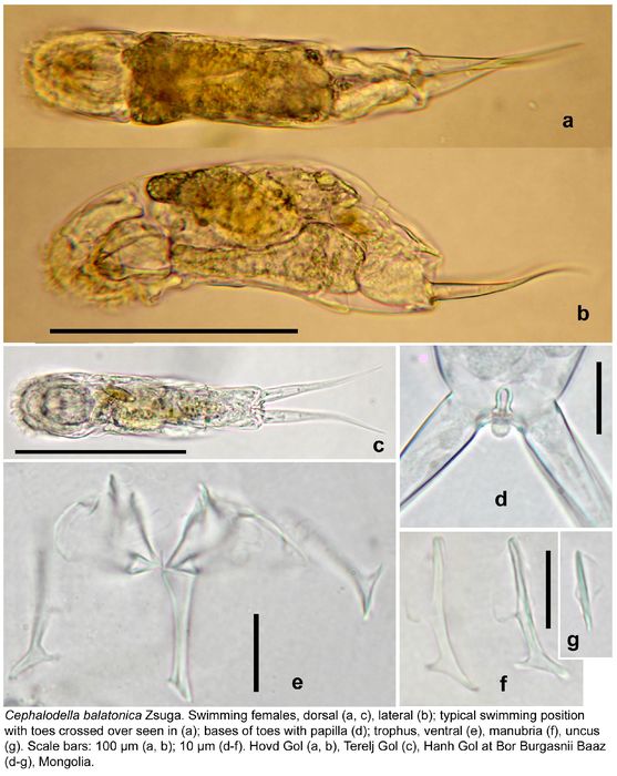 Cephalodella balatonica