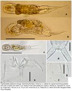 Cephalodella balatonica