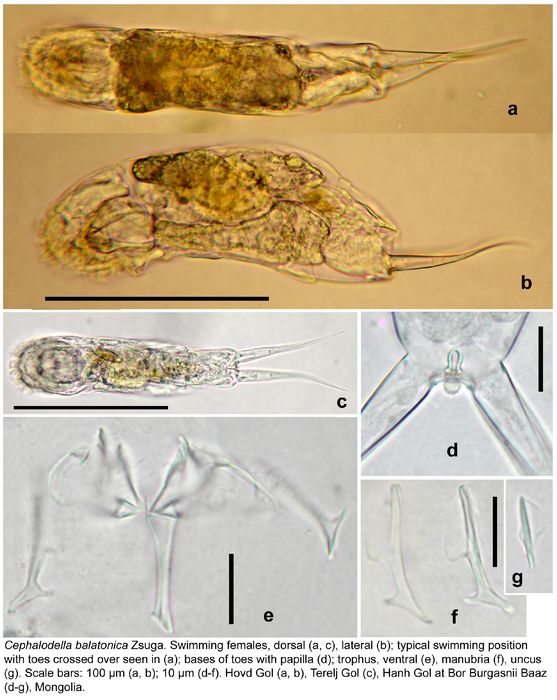Cephalodella balatonica