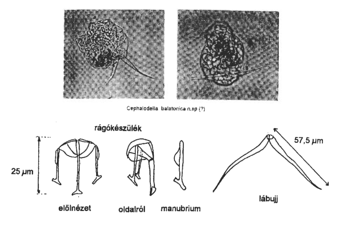 Cephalodella balatonica - Original description image