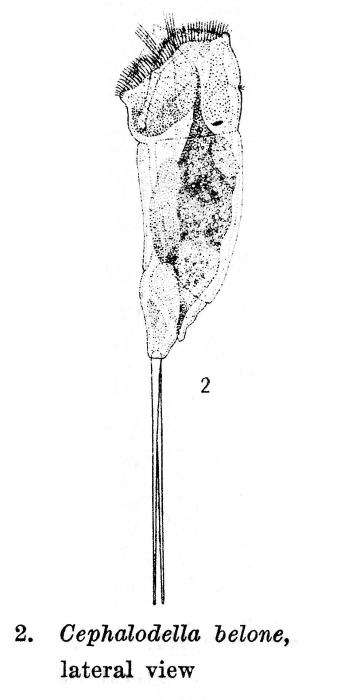 Cephalodella belone - Original description image