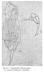 Cephalodella bertonicensis - Original description image