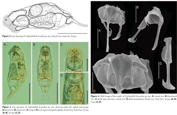 Cephalodella binoculata - Original description image