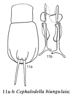Cephalodella biungulata