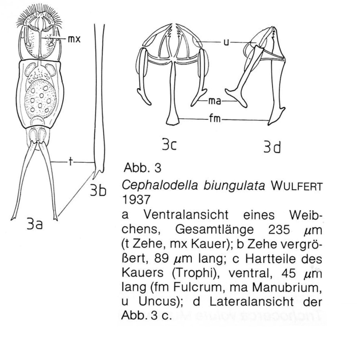 Cephalodella biungulata