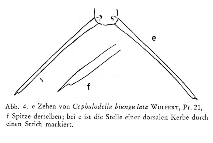 Cephalodella biungulata