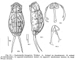 Cephalodella biungulata