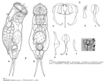 Cephalodella boettgeri - Original description image