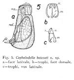 Cephalodella botezati - Original description image