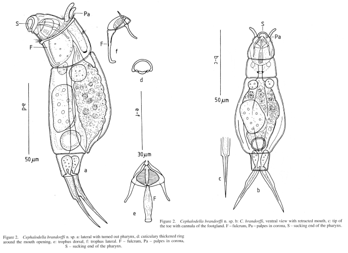 Cephalodella brandorffi - Original description image