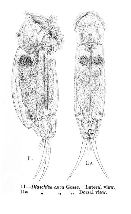 Cephalodella caeca