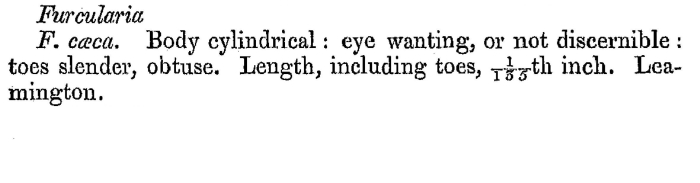 Cephalodella caeca - Original description image