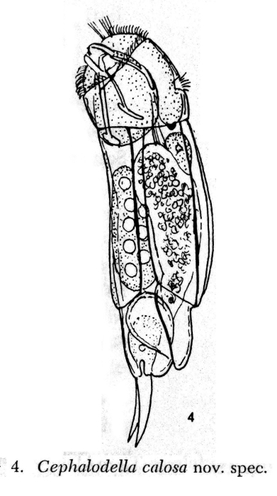 Cephalodella calosa - Original description image