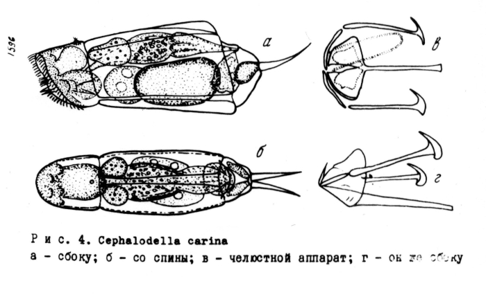 Cephalodella carina
