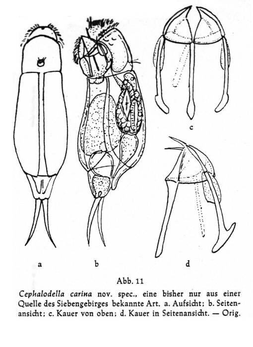 Cephalodella carina - Original description image