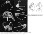 Cephalodella catellina