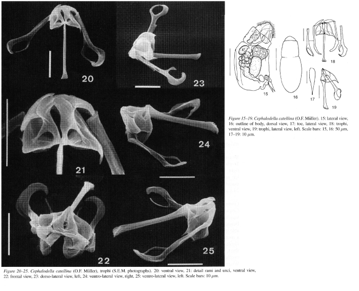 Cephalodella catellina Cephalodella catellina