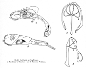 Cephalodella catellina