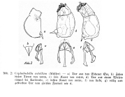 Cephalodella catellina