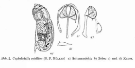 Cephalodella catellina