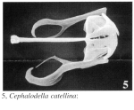 Cephalodella catellina