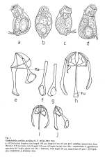 Cephalodella catellina