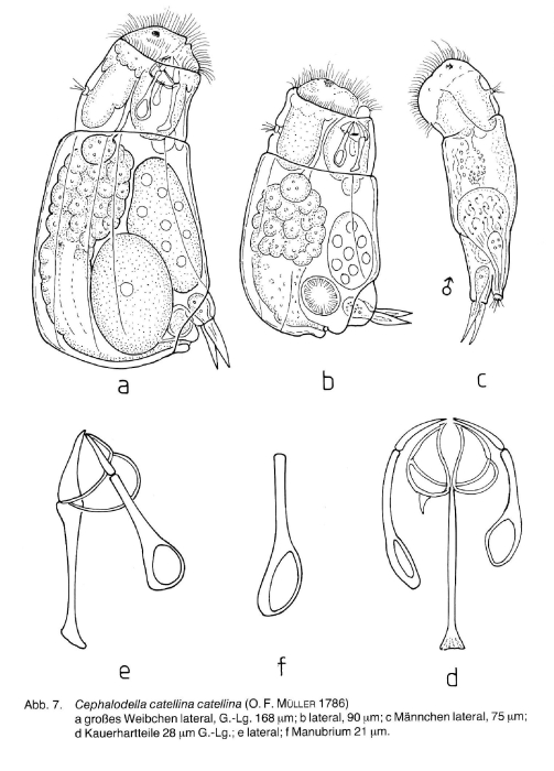 Cephalodella catellina Cephalodella catellina