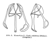 Cephalodella catellina