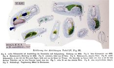 Cephalodella catellina