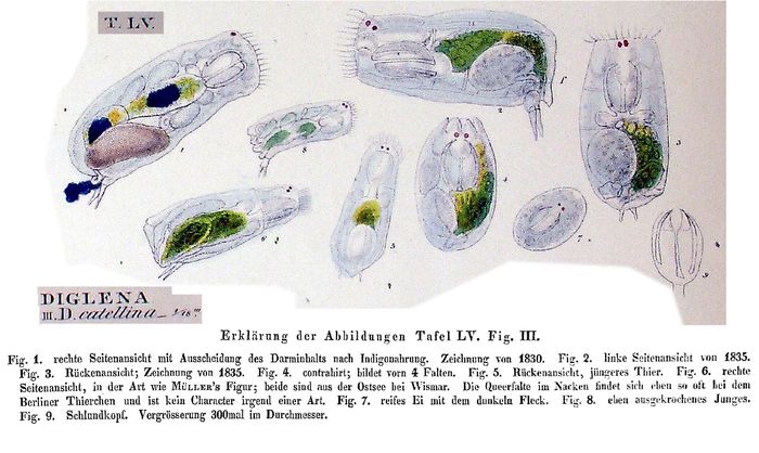Cephalodella catellina Cephalodella catellina