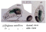 Cephalodella catellina