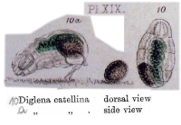 Cephalodella catellina