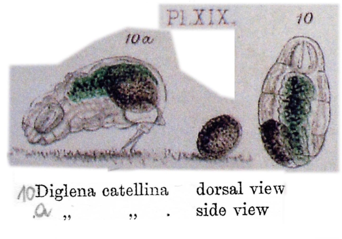 Cephalodella catellina Cephalodella catellina