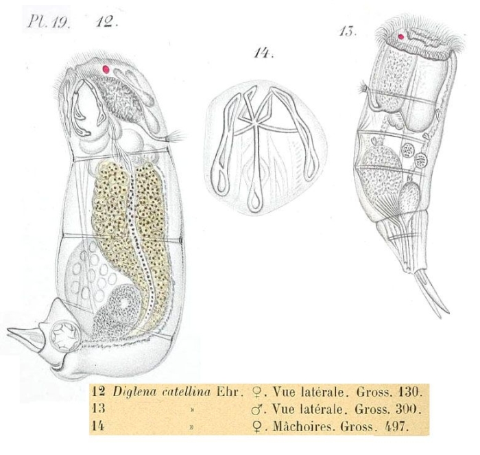 Cephalodella catellina Cephalodella catellina