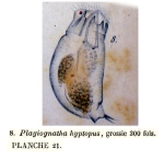 Cephalodella catellina