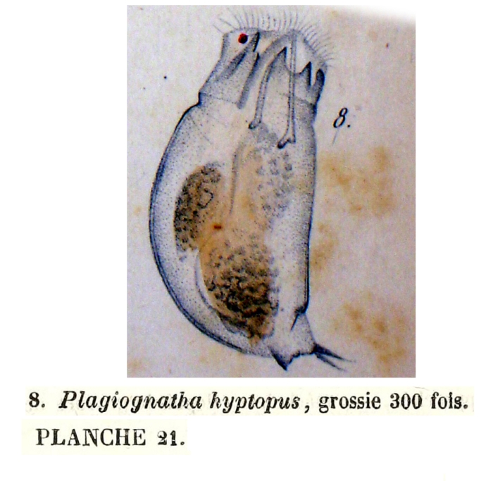 Cephalodella catellina Cephalodella catellina