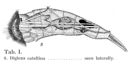 Cephalodella catellina