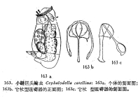 Cephalodella catellina
