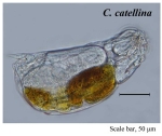 Cephalodella catellina