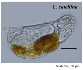 Cephalodella catellina