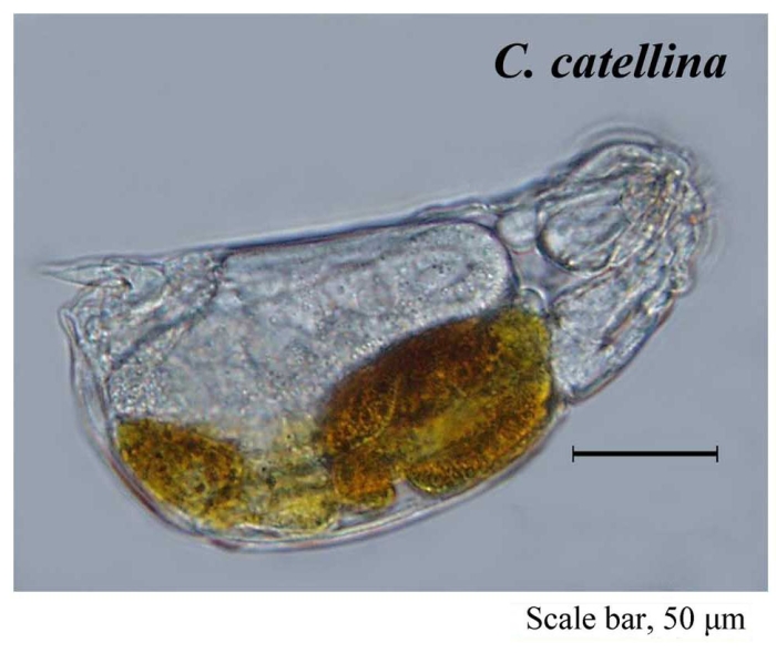 Cephalodella catellina Cephalodella catellina