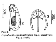 Cephalodella catellina