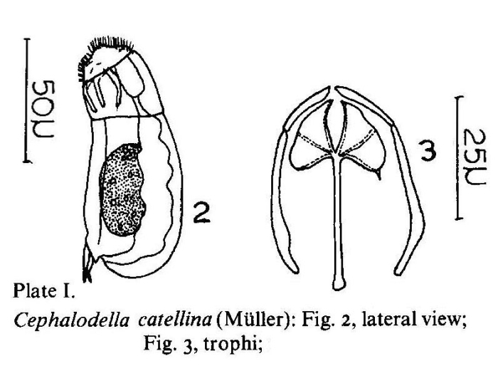 Cephalodella catellina Cephalodella catellina