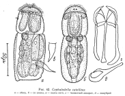 Cephalodella catellina