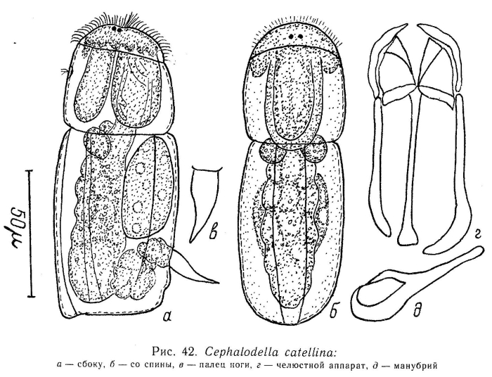 Cephalodella catellina Cephalodella catellina